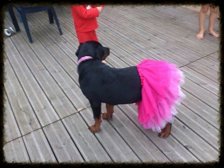 les chiots dans leurs familles
